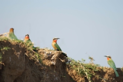 Vundu-Camp-Mana-Pools-34