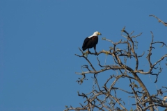 Vundu-Camp-Mana-Pools-42