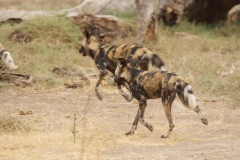Vundu-Camp-Mana-Pools-48