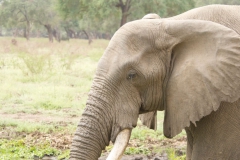 Vundu-Camp-Mana-Pools-56