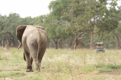 Vundu-Camp-Mana-Pools-57
