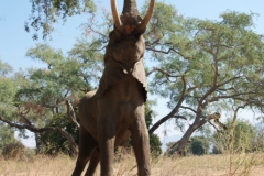 Vundu-Camp-Mana-Pools-6