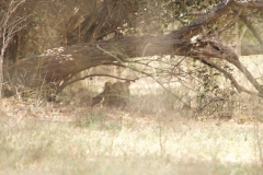 Vundu-Camp-Mana-Pools-61