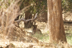 Vundu-Camp-Mana-Pools-62