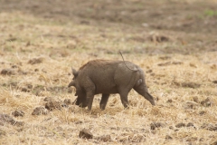 Vundu-Camp-Mana-Pools-66