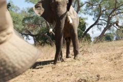 Vundu-Camp-Mana-Pools-7