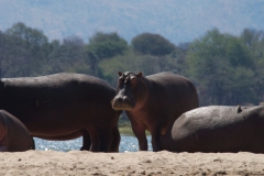 Vundu-Camp-Mana-Pools-85