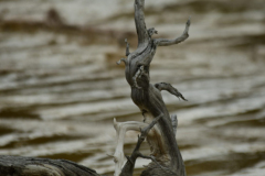 51174B5C-A0F3-4664-BB3B-6F0EE4D094D1-scaled