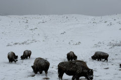 6B393B5C-D5B8-4E7A-ACBD-9ADDE2D3A14A_1_105_c