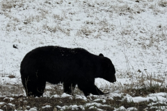 B01FF7A7-39C6-4DC1-8C2B-DDBEC85DB3CB_1_105_c