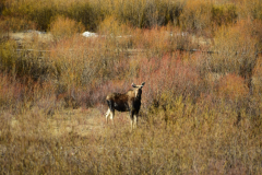 C8B7479F-4CC9-413D-821C-EC4A09847E6F-scaled