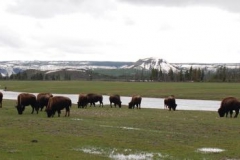 Yellowstone-2008-10