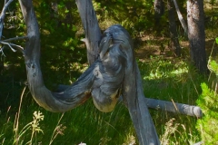 Yellowstone-Summer-2016-28