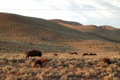 Yellowstone-Summer-2016-35