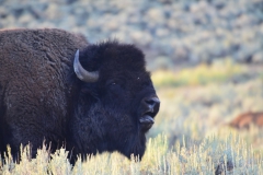 Yellowstone-Summer-2016-36