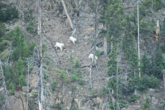 Yellowstone-Summer-2016-97