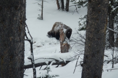 Yellowstone-Winter-2014-11