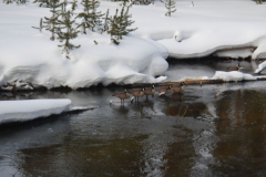 Yellowstone-Winter-2014-48
