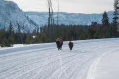Yellowstone-Winter-2014-52