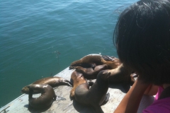 Yosimite-Big-Sur-Halfmoon-bay-2011-1
