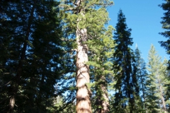 Yosimite-Big-Sur-Halfmoon-bay-2011-15