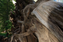 Yosimite-Big-Sur-Halfmoon-bay-2011-17