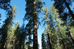 Yosimite-Big-Sur-Halfmoon-bay-2011-18